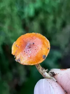 Beautiful Rustgill thumbnail 2