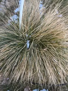 Blue Fescue thumbnail 2