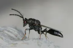 Axima zabriskiei thumbnail 2