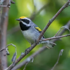 Golden-winged Warbler thumbnail 1