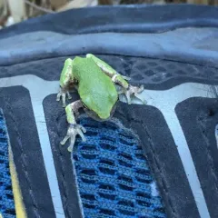 Gray Treefrog thumbnail 4
