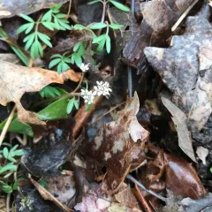 harbinger of spring thumbnail 4
