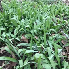 narrowleaf wild leek thumbnail 4