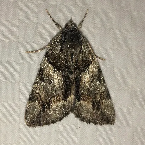 Charming Underwing