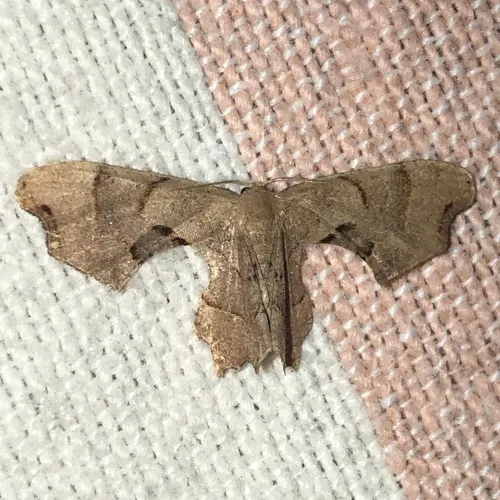 Brown Scoopwing