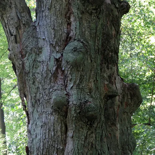 silver maple