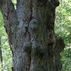 silver maple thumbnail 1
