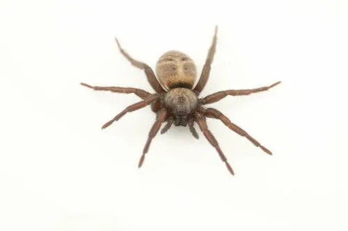 Gnaphosa brumalis