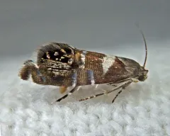 Glyphipterix circumscriptella thumbnail 3