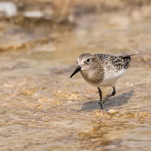 Baird's Sandpiper
