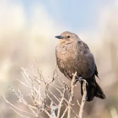 Brewer's Blackbird thumbnail 2