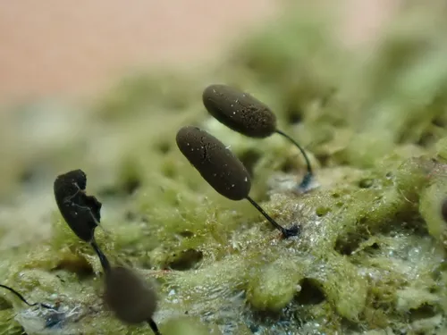 Comatricha pulchella