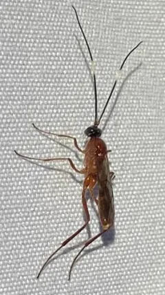 Zagryphus nasutus thumbnail 3