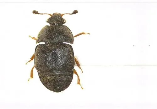 Colopterus niger
