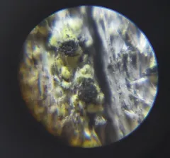 yellow soot lichen thumbnail 3