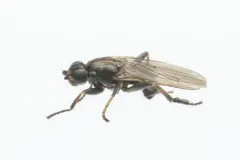 Copromyza equina thumbnail 2