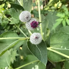 Woolly Burdock thumbnail 2
