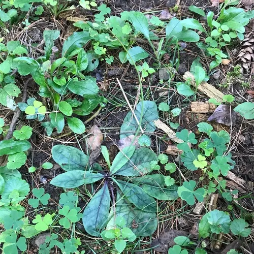 rattlesnakeweed