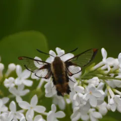 Diervilla Clearwing thumbnail 2