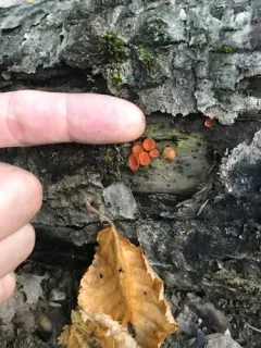 Scutellinia pennsylvanica thumbnail 3