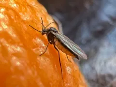 Sciara hemerobioides thumbnail 1