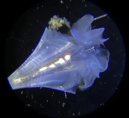 Clio pyramidata