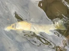 Tyee Sucker thumbnail 2