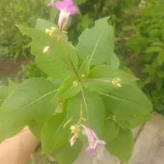 Kashmir Balsam thumbnail 3