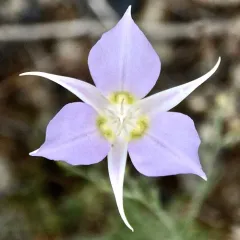 Sagebrush Mariposa Lily thumbnail 4