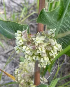 sand milkweed thumbnail 3