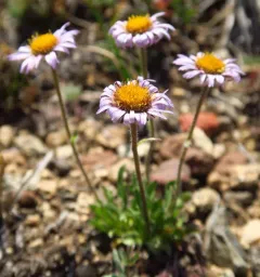 Large-flower Fleabane thumbnail 2