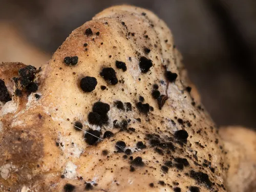 Cladosporium perangustum