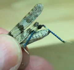 Fontana Grasshopper thumbnail 4