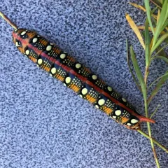 Leafy Spurge Hawkmoth thumbnail 3
