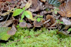 Cortinarius fagetorum thumbnail 3