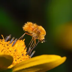 Bombylius comanche thumbnail 4