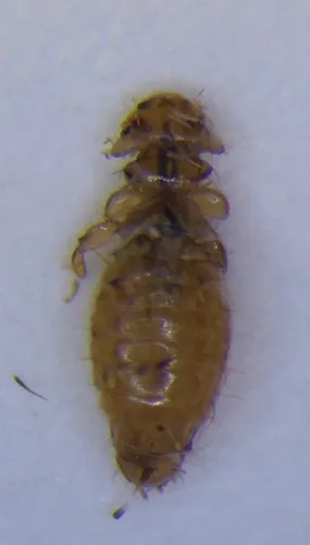Poultry Body Louse