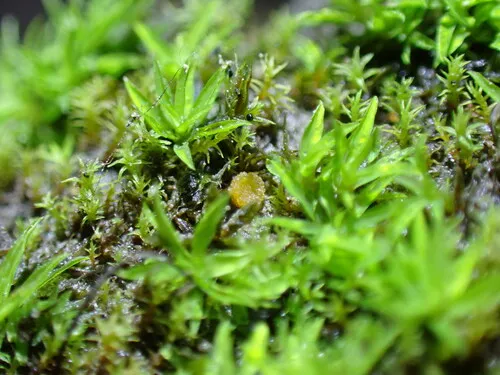 Lamprospora miniata