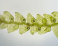Biddlecome's Pouncewort thumbnail 3