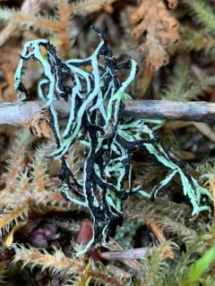 Ticker-tape Lichen thumbnail 4