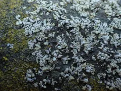 Myriolecis straminea thumbnail 3