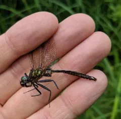 Brush-tipped Emerald thumbnail 2