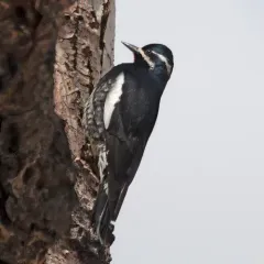 Williamson's Sapsucker thumbnail 3