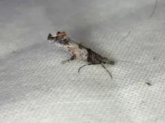 Ypsolopha senex thumbnail 4