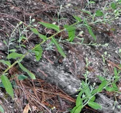 brickellbush aster thumbnail 2