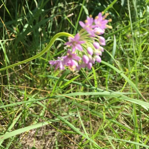 Prairie Onion