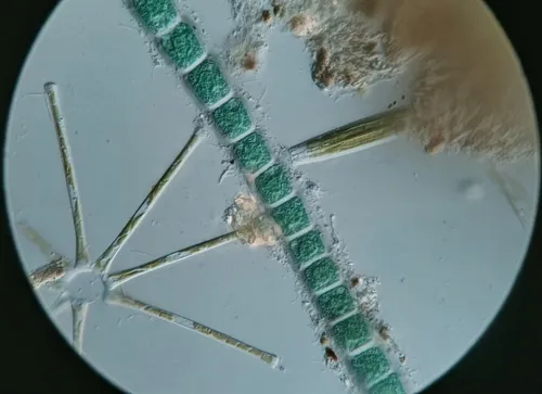 Chroodactylon ornatum