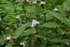 Zigzag Spiderwort thumbnail 4