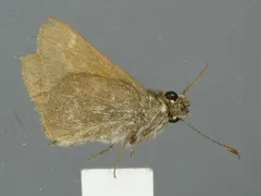 Oslar's Roadside-Skipper thumbnail 3