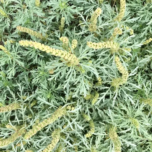 silver beachweed